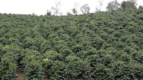 Nâng tầm giá trị thương hiệu cà phê Arabica Sơn La