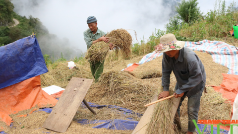 Nông dân Tây Bắc: Mùa vàng ở xã vùng cao Co Mạ