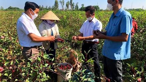 Triển vọng phát triển kinh tế từ cây atiso đỏ ở Thừa Thiên - Huế