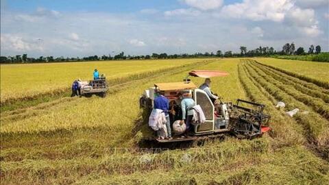 Xây dựng thương hiệu lúa hữu cơ Trà Vinh bền vững