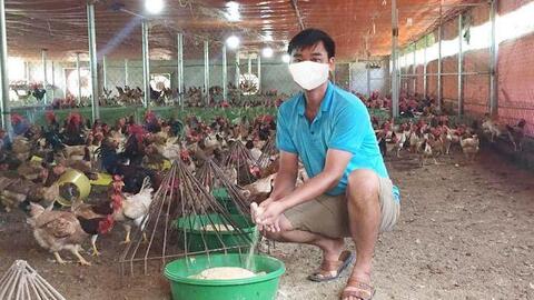 Hiệu quả chuỗi chăn nuôi tiêu thụ gà đồi Ba Vì