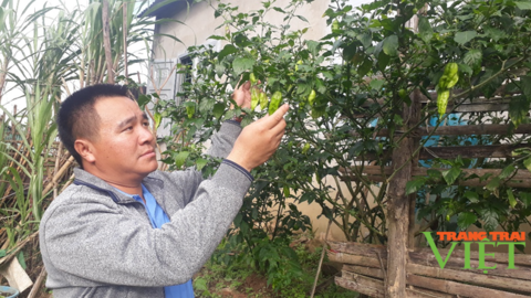 Nông thôn Tây Bắc: Thu nhập khá từ thứ quả "ăn một lần nhớ mãi"