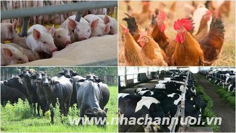 Tạo thuận lợi cho ngành chăn nuôi trong bối cảnh mới