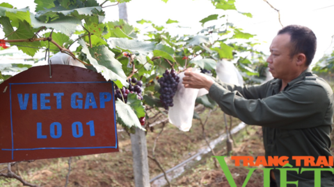 Vợ chồng liều vay tiền trồng 6000m2 nho, sau 2 năm đã có lãi, quả ra đến đâu người mua đến đó