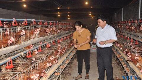 Thành công từ nuôi gà siêu trứng