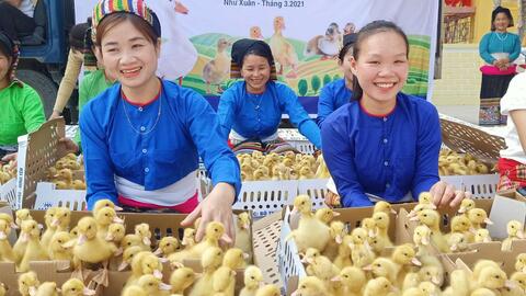 Tập đoàn Mavin phối hợp World Vision triển khai mô hình nuôi vịt siêu nạc theo chuỗi giá trị tại Thanh Hóa