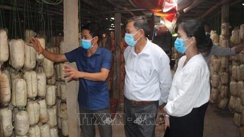 Mô hình trồng nấm an toàn cho hiệu quả kinh tế cao của anh Lê Văn Thành