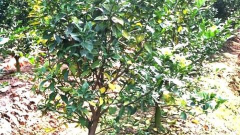 Cứu cây cam khỏi bệnh vàng lá, thối rễ