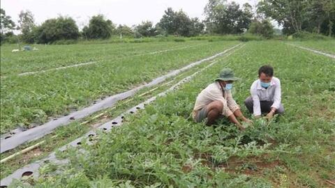 Trà Vinh chuyển hơn 21.700 ha đất kém hiệu quả sang trồng cây có năng suất cao