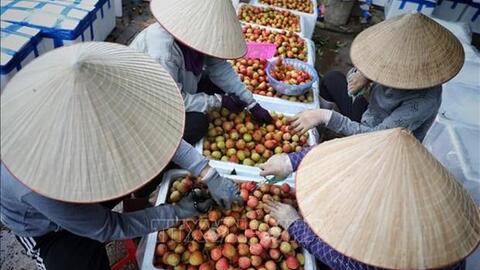 Tăng hiệu quả của lợi thế so sánh trong sản xuất nông nghiệp tại Bắc Giang