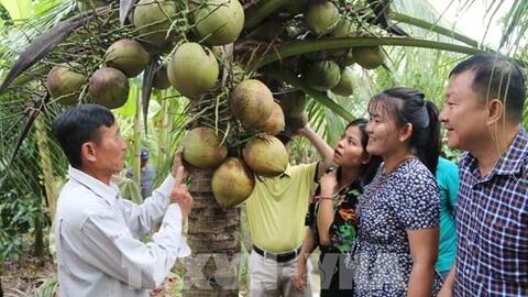 Trà Vinh nhân rộng mô hình trồng dừa hữu cơ