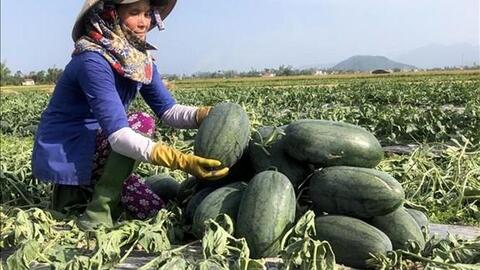 Hiệu quả mô hình tổ hội nghề nghiệp tại Quảng Ngãi