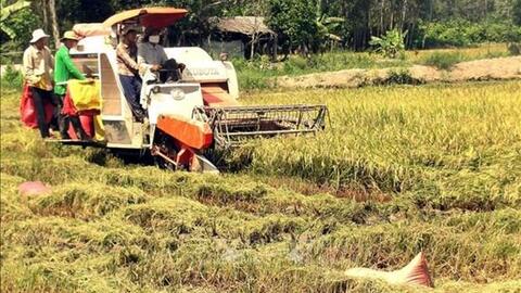 Sóc Trăng chuyển đổi cơ cấu nông nghiệp nâng cao hiệu quả cho nhà nông