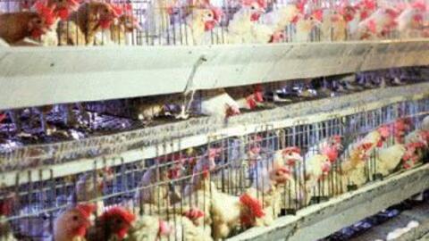 Khánh Hòa: Tổng đàn gia súc, gia cầm đạt gần 47.000 con