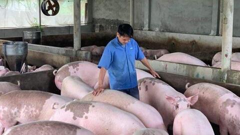 Giá lợn hơi ngày 15/12/2021: Giảm giá, người nuôi thấp thỏm về thị trường Tết?