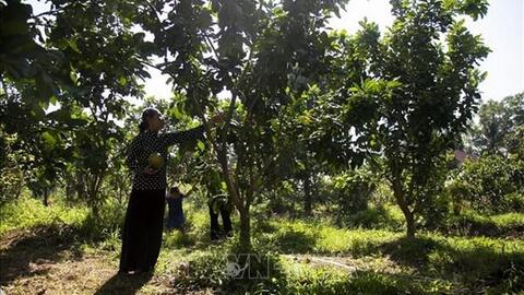 Bến Tre nhân rộng nhiều mô hình nông nghiệp thích ứng biến đổi khí hậu