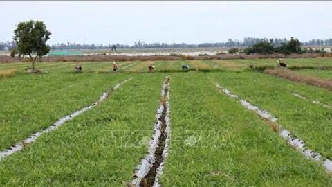 Kiên Giang chuyển đổi trên 32.800 ha đất lúa kém hiệu quả sang cây trồng có giá trị