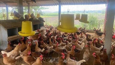 Chăn nuôi gia cầm còn tiếp tục đối mặt với giá thức ăn ở mức cao