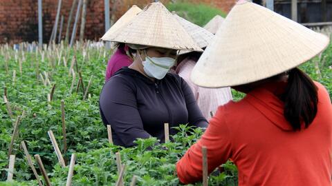 Dịch bệnh và giá phân bón tăng nhanh, người trồng hoa Tết "nơm nớp"