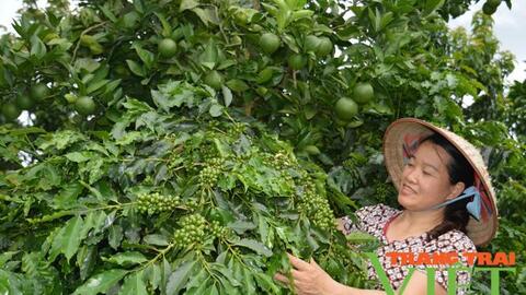 Nông thôn Tây Bắc: Mô hình kinh tế hiệu quả ở Mường Ảng