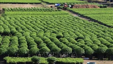 Làng hoa Sa Đéc chuẩn bị hơn 100.000 giỏ hoa cho Tết