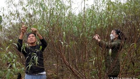Nông dân Yên Thành tuốt lá, cắt tỉa đào chờ bán Tết