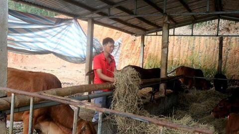 Ứng dụng khoa học – kỹ thuật phát triển giống vật nuôi