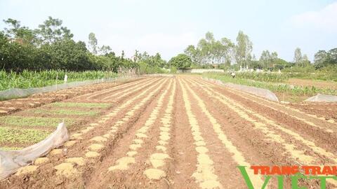 Hà Nam: Dân trồng rau sạch sống khỏe, thu hoạch đến đâu lái mua đến đó