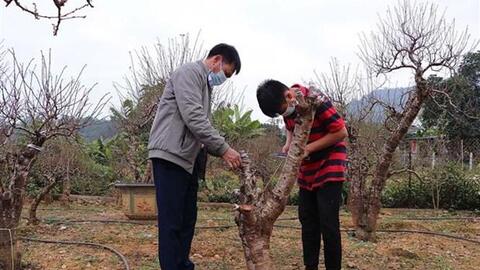 Giữ gìn giống đào bản địa nơi vùng cao Hòa Bình
