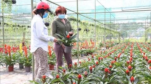 Hoa, cây cảnh phục vụ Tết ở Bến Tre hút hàng