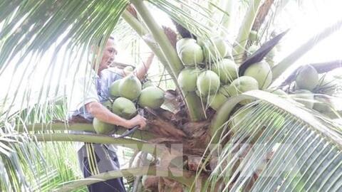 Phát triển vùng nguyên liệu dừa hữu cơ hơn 13.000 ha
