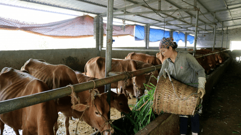 Không lơ là, chủ quan nguy cơ dịch bệnh gia súc