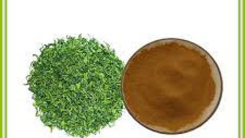 Ứng dụng chế phẩm polyphenols chiết xuất từ cây chè trong sản xuất thuốc lá điếu
