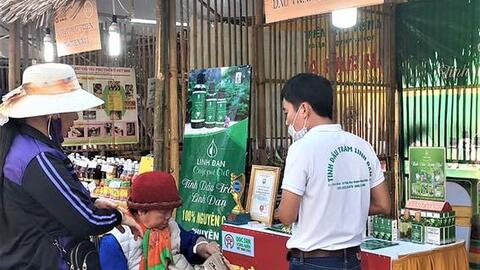 Thừa Thiên Huế: Người dân sống khỏe nhờ một loại dược liệu quý