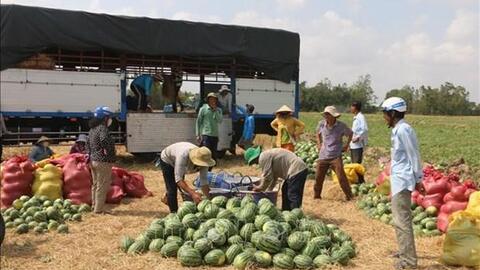 Nông sản Việt khi nào hết “phập phồng” đầu ra?