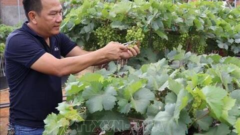 Nho cảnh Ninh Thuận hút hàng cận Tết