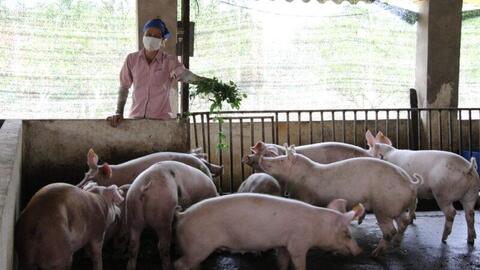Ngành chăn nuôi 2021: Vẫn tăng trưởng 5,6%