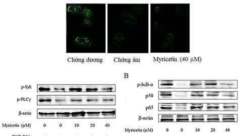 Nghiên cứu các hợp chất thiên nhiên nhằm phát triển sản phẩm ngăn ngừa và điều trị dị ứng