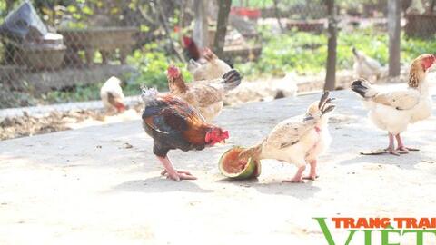 Loài gà trong sách đỏ có thịt thơm, ngon, người dân vô tư nuôi và buôn bán