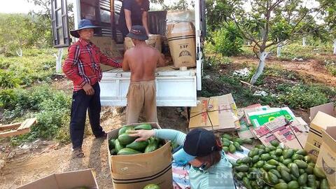 Chàng kỹ sư trẻ rời nước Pháp hoa lệ về Bình Phước... trồng bơ, không ngờ thu được tiền tỷ