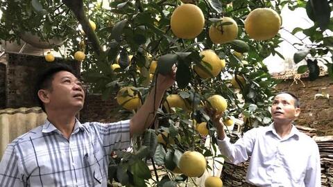 HTX nông nghiệp Yên Bài: Nâng cao chất lượng, giá trị sản phẩm nông nghiệp