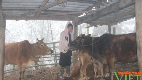Thuận Châu chủ động ứng phó với đợt rét "khủng"