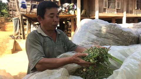 Nông thôn Tây Bắc: Nuôi trâu, bò nhốt chuồng, sức bật ở một xã anh hùng