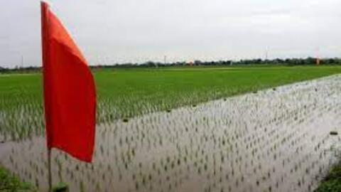 Khởi động dự án "Cải tiến chuỗi giá trị lúa gạo vùng Đồng bằng sông Hồng, Việt Nam"