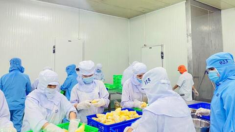 Muốn xuất khẩu nông sản thuận lợi, ổn định sang Trung Quốc, phải đi đường chính ngạch