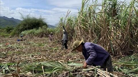 Tín hiệu vui cho người trồng mía ở Khánh Hòa