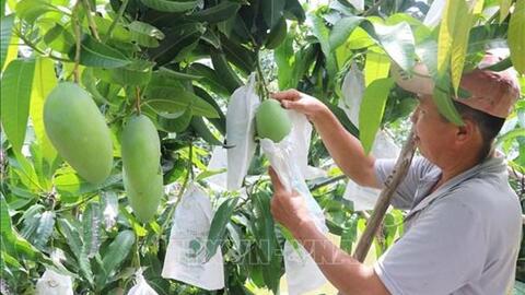 Đồng Tháp chuyển hơn 10.000 ha đất lúa kém hiệu quả sang cây trồng có giá trị cao