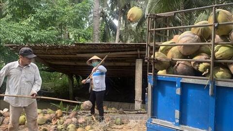 Trà Vinh mở rộng diện tích dừa hữu cơ tạo thu nhập bền vững