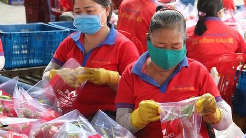 Giá thanh long còn 500-1.500 đồng/kg, nông dân Bình Thuận ứa nước mắt