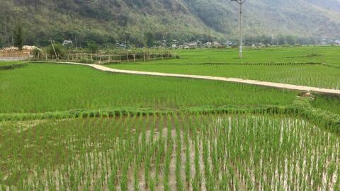 Nông thôn Tây Bắc: Mai Châu đẩy mạnh chuyển đổi cây trồng trên đất lúa